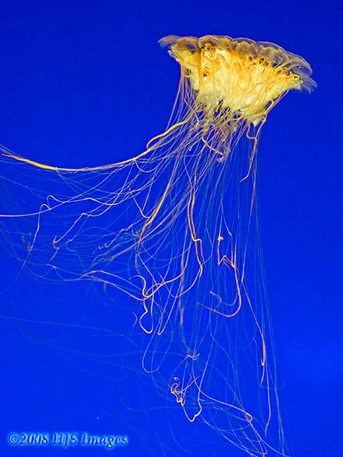 2008_02_05_Cali_Lionsmane.jpg - Jellyfish, Monterey Bay Aquarium