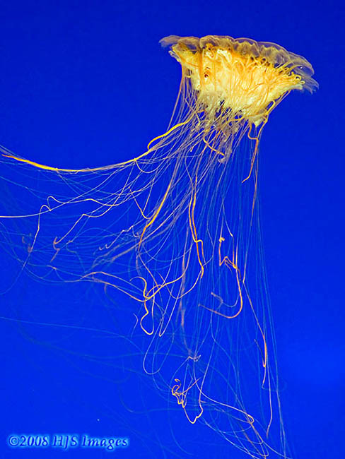 2008_02_05_Cali_Lionsmane.jpg - Jellyfish, Monterey Bay Aquarium