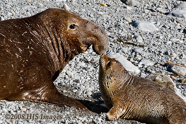 2008_02_08_Cali_0311.jpg - Male elephant seal and pup, Piedras Blancas, California.  This touching moment was just after the male had savaged the pup biting it and shaking it back and forth.  If you look at the pups fore flipper and side you can see it is bleeding from the bites.