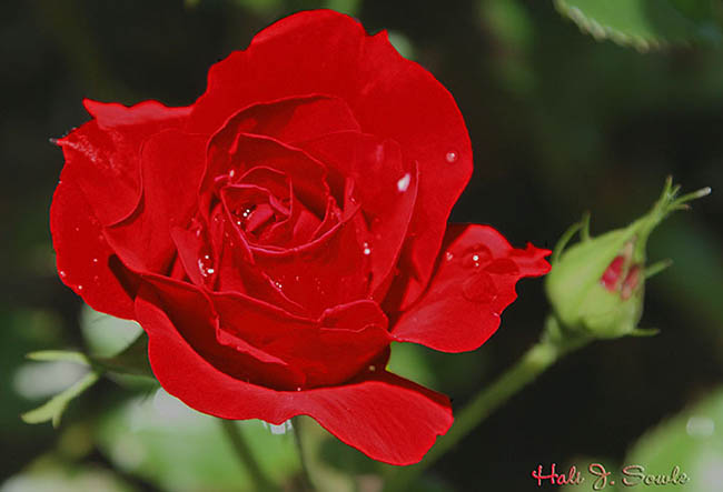 2005_06_Halirose.jpg - Red rose, Lincoln, RI