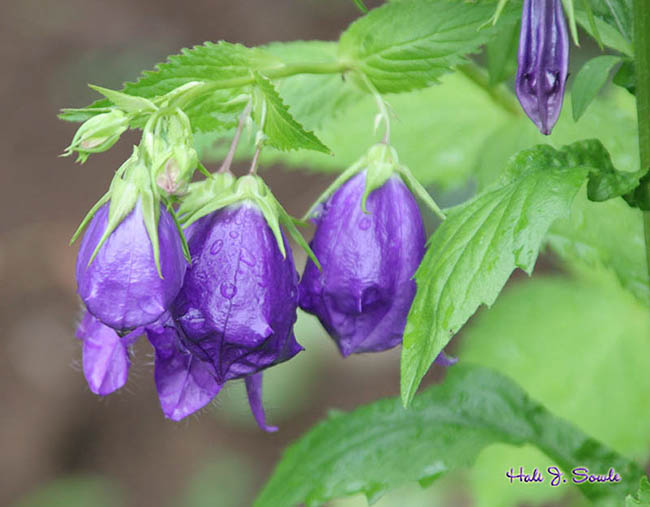 2005_06_bluebells.jpg - Blue bells (of a type)