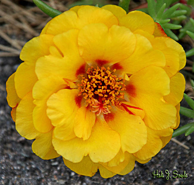 2005_06_yellowflower.jpg - Yellow Flower