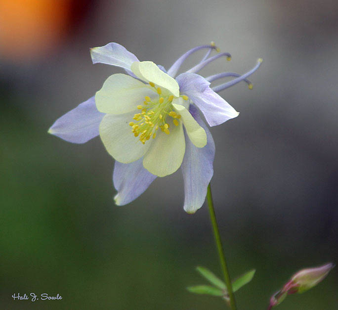 2005_07_BanfffFlower1.jpg - Flower at Lake Louise