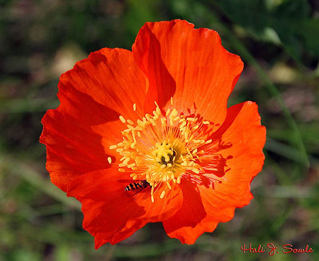 2005_07_Poppy.jpg - A bug in a poppy of some sort