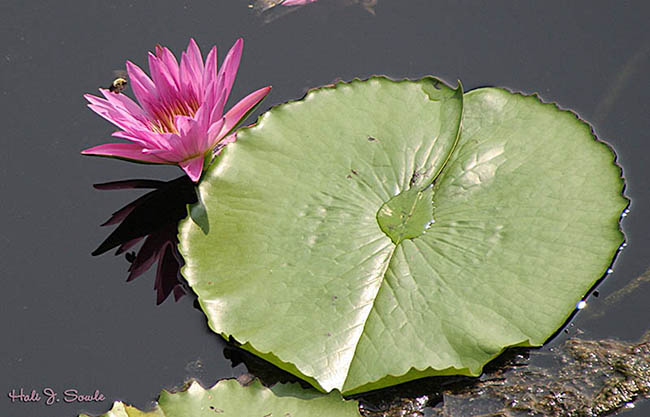 2005_09_16_BeeandLily.jpg - Water Lily and Pad