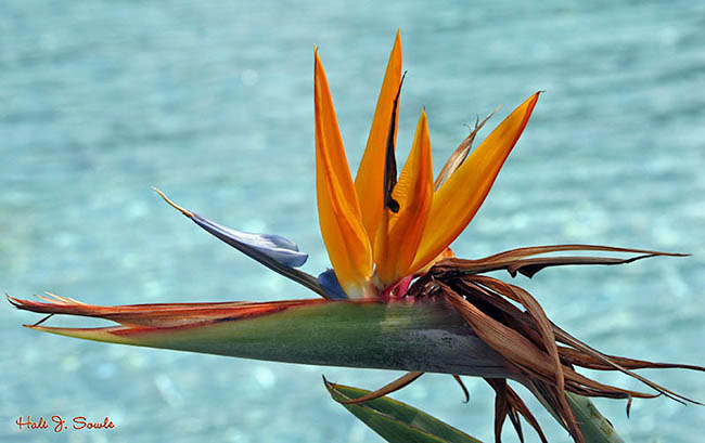 2005_09_16_Flower.jpg - Bird of Paradise Flower, Orlando, FL