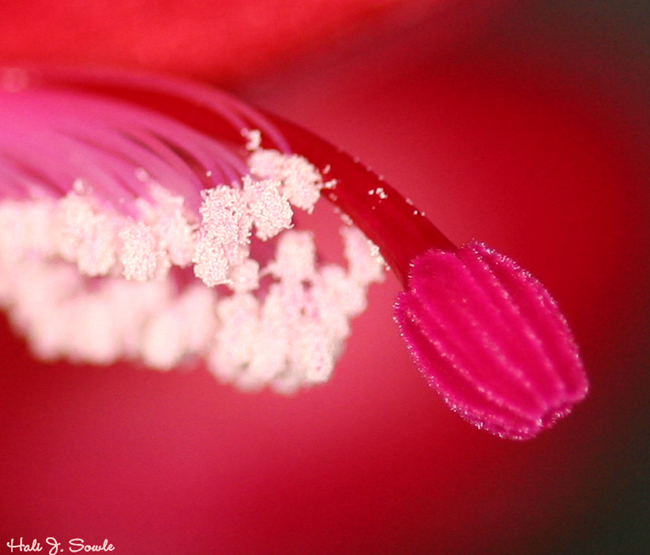 2005_12_20_christmascactus.jpg - Christmas Cactus