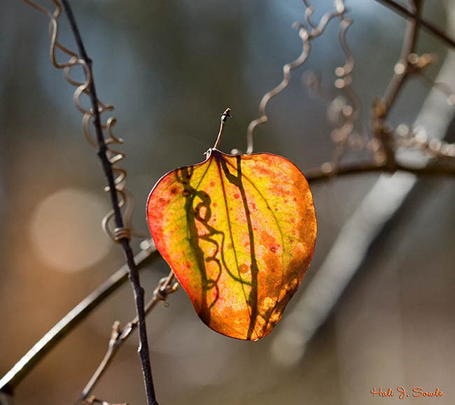 2006_03_11_Fall_leaf_in_spring.jpg - Early spring sunlight through a retained leaf, Lincoln Woods State Park