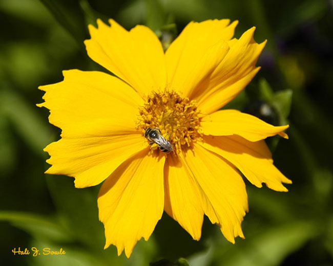 2006_05_19_YellowFlowermed.jpg - Bee on a Coreopsis, Lincoln, RI
