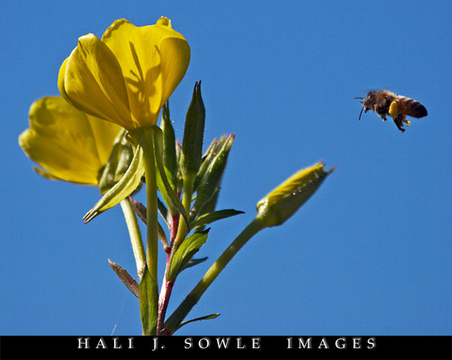 2006_10_08_Caratunk_Beeflower.jpg - Bee approaching flower Caratunk Audubon Refuge, Seekonk, MA