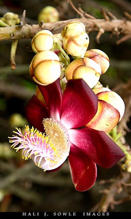 2008_05_07_Rendezevous_00093.jpg - Unknown but really cool vine and flower near the small gift store.  It almost feels like the "tentacles" should be wiggling... Feed Me!