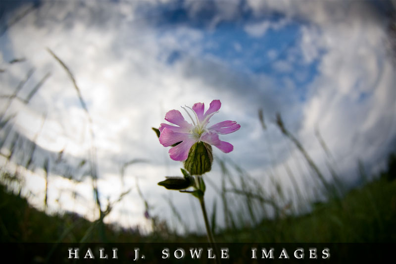 2008_06_18_Lincoln_flower.jpg