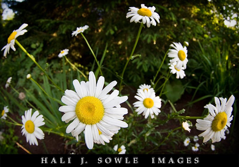 2008_06_19_Lincoln_ShastaDaisys.jpg - Shasta Daisy's seen by the fisheye