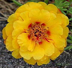2005_06_yellowflower