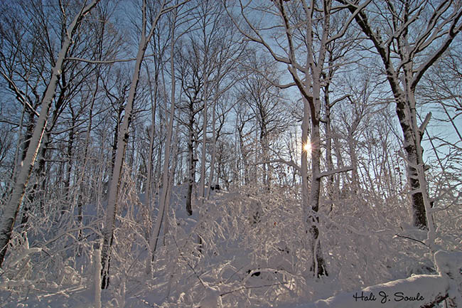 2005_12_10_SunSnowTreessm.jpg - Morning Snow, Butterfly Farm, Lincoln, RI