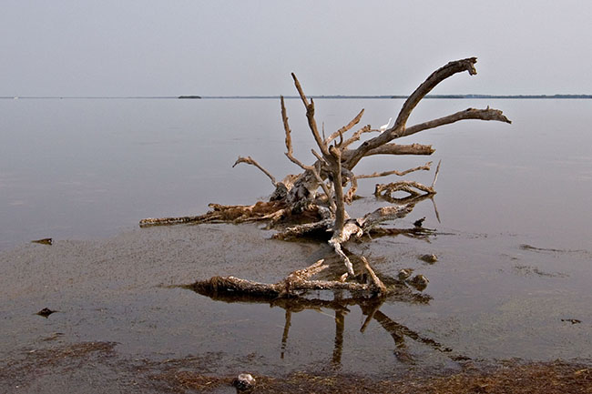 2007_05_MerritNWR_1593sm.jpg - Driftwood and Egret on Mosquito Lagoon, Merritt Island NWR, FL