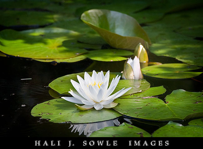 2008_06_28_GreatSwamp_Lily.jpg - Lily and Pads, Great Swamp Management Area
