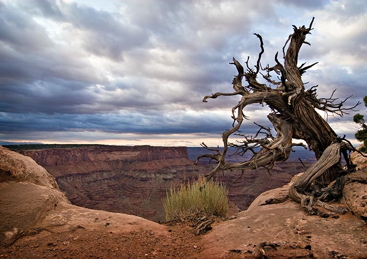 2008_09_01_Moab_055.jpg - Dead tree over canyon.  Jon Fuller took us to this canyon overlook to wait for the sun to show on "crows head" and "crows nest" (I think that was the name) While we were waiting for the sun to break out of the clouds we wandered the area to shoot some of the other landscapes.