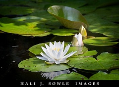 2008_06_28_GreatSwamp_Lily