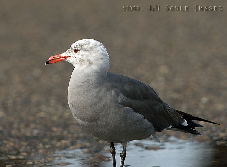 CentralCali_02.jpg - The attractive Heermann's Gull is not something you'll ever see on the East coast. This one still has a little Winter gray on it's head.  Goleta Beach, on a cloudy day.