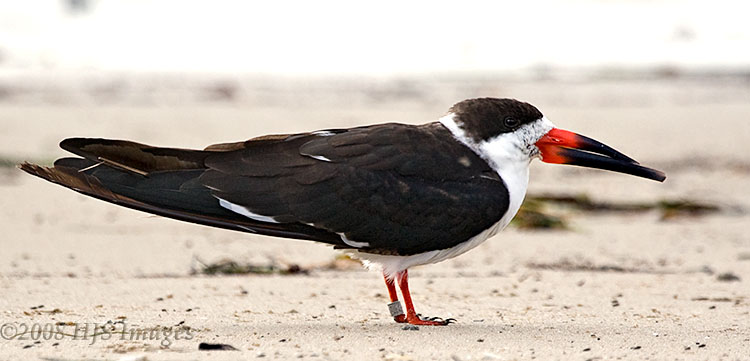 CentralCali_03.jpg - Banded Black Skimmer on Goleta Beach.  It is the only bird that skims the water with their lower beak while flying, scooping up small crustaceans and fish .