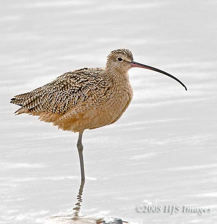 CentralCali_04.jpg - Long Billed Curlew, Goleta Beach