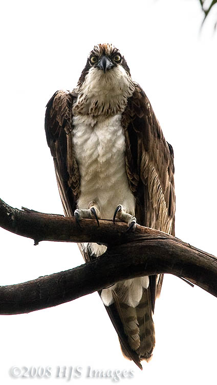 CentralCali_05.jpg - A very intimidating gaze from an Osprey, Goleta Beach State Park.