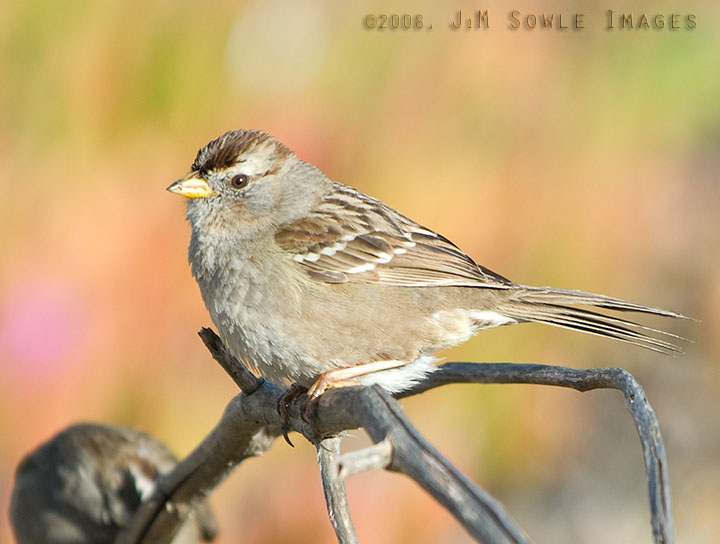 CentralCali_08.jpg - Some type of Sparrow (House?), playing around in the shrubs near Pismo Beach.