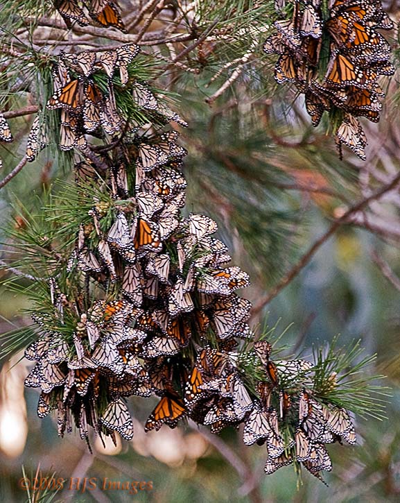 CentralCali_09.jpg - Monarch butterflies hanging in the trees for warmth in the late afternoon.  The docent we spoke with said that we missed the really big gathering by about 2 weeks.  He blamed the cool weather. Butterfly Grove, Pismo Beach.