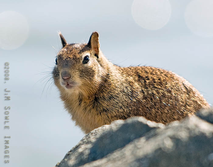 CentralCali_11.jpg - One of the extremely friendly California Ground Squirrels at Morro Rock.  If you sit down, they might climb into your lap.  There was a sign posted about feeding the wildlife, but I saw several people feeding the squirrels.  They *are* cute...
