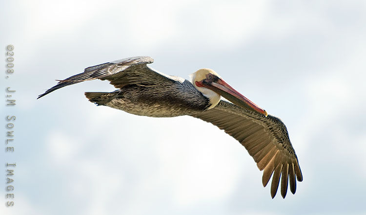 CentralCali_12.jpg - Brown Pelican in flight at Morro Rock.