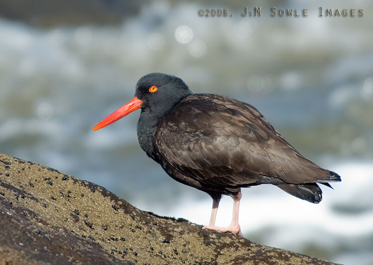 CentralCali_13.jpg - This Black Oystercatcher was hanging around the shore break next to Morro Rock.