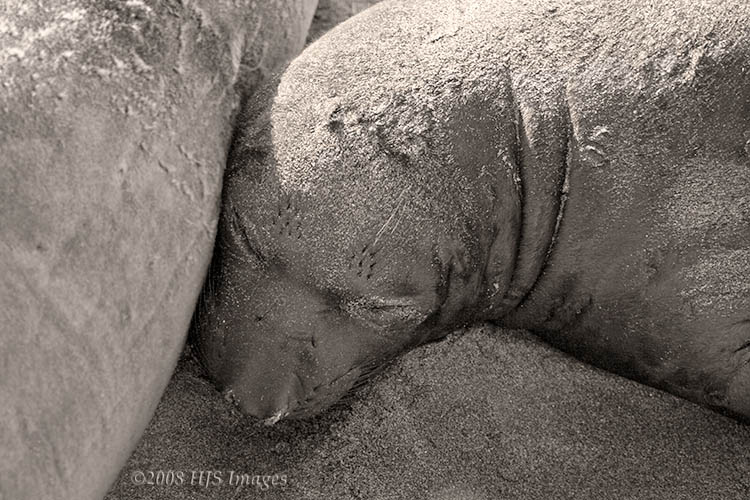 CentralCali_14.jpg - Elephant Seal Pup, Piedras Blancas, CA