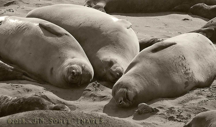 CentralCali_15.jpg - A rare moment of (apparent) tranquility at the Elephant Seal rookery.