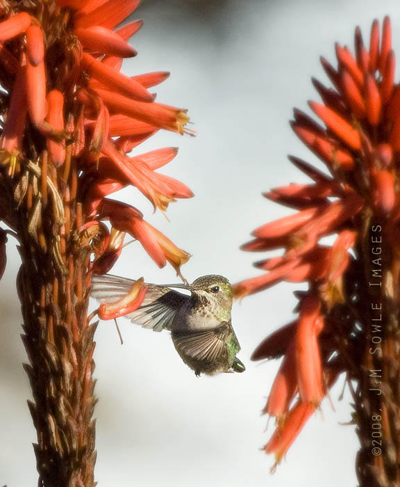 CentralCali_18.jpg - Female (Ruby-throated?) Hummingbird sampling the nectar along the ocean view drive in Monterey.