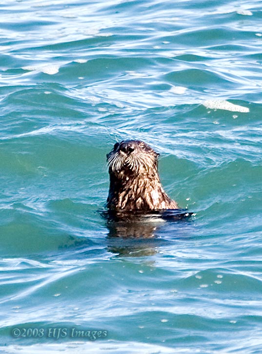 CentralCali_19.jpg - We saw many Sea Otter's during this trip, but it's difficult to get a really good shot of them.  They're still delightful to watch!