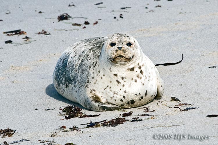 CentralCali_23.jpg - Fur seal pup, near Monterey Aquarium, Monterey, CA