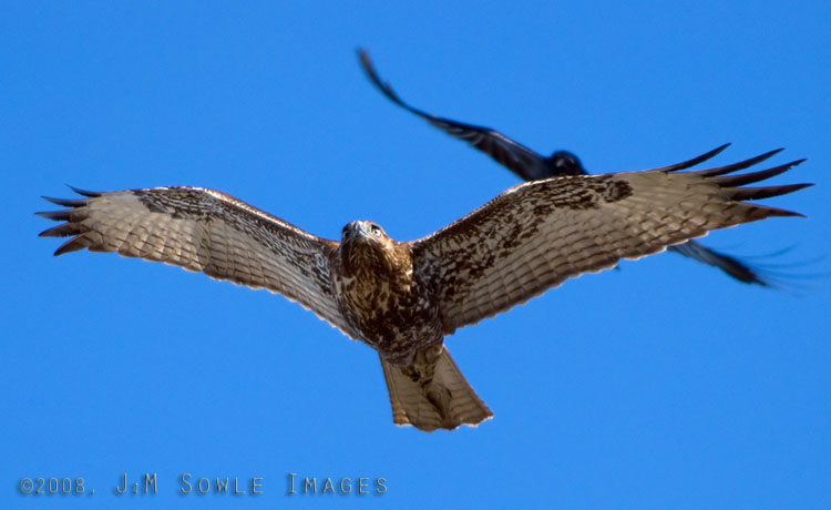 CentralCali_24.jpg - A Rough-legged Hawk being harassed by a couple of crows as it wings it's way over the beach along the Monterey coast.