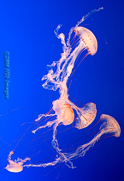 CentralCali_25.jpg - Jellyfish at the Monterey Bay Aquarium