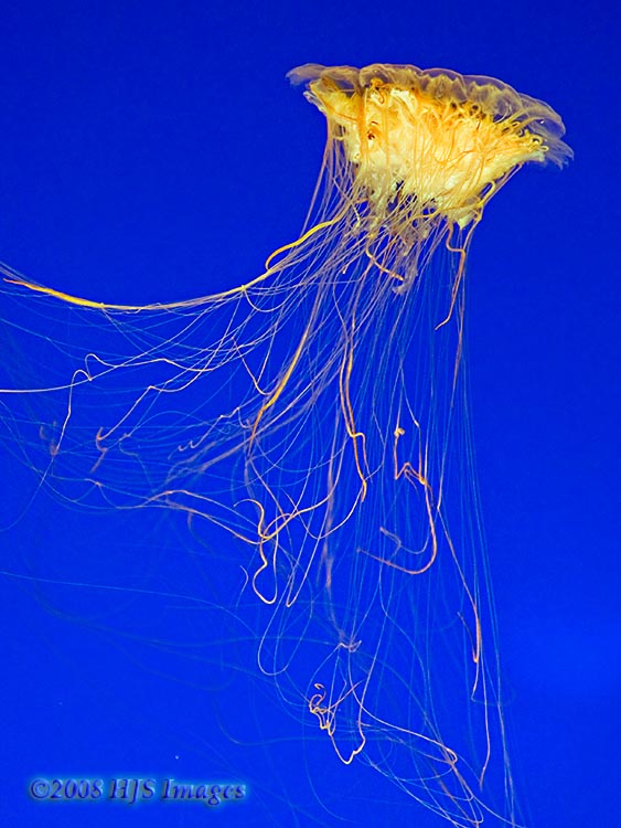 CentralCali_26.jpg - Lions Mane Jelly, Monterey Bay Aquarium.  The bell of these jelly's can reach up to 8 feet in diameter.  As painful as their sting is there have been few fatalities.