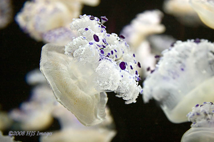 CentralCali_27.jpg - Another cool Jellyfish shot from the Monterey Bay Aquarium.