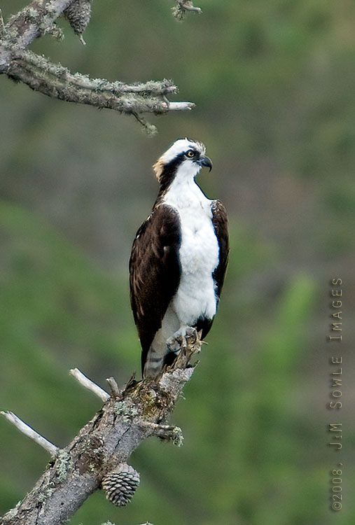 CentralCali_30.jpg - An Osprey overlooking Whaler's Cove inside the Los Lobos State Reserve.  Not only are the seals and sea otters very entertaining, but there are plenty of fish to snack on!