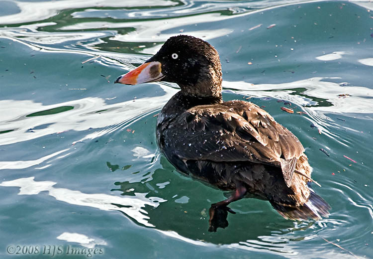 CentralCali_31.jpg - Surf Scoter, first winter male.