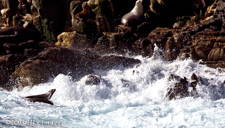 CentralCali_32.jpg - Seal attempting to make the jump up to the rocks.  Seal Rock, Los Lobos Reserve