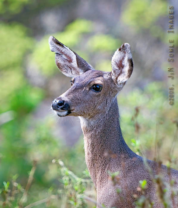 CentralCali_32A.jpg - The Mule Deer at Los Lobos are not tame, but they are not nearly as nervous as most wild deer.  At one point we were surrounded by a handful of deer as they grazed their way past us.