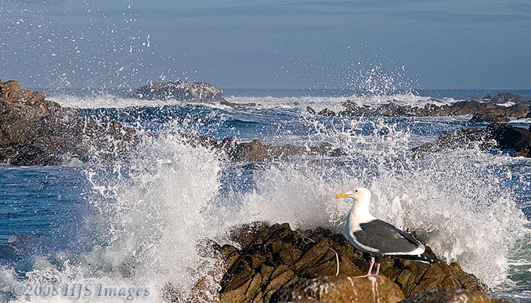 CentralCali_37.jpg - Seagull enjoying the spray off Sunset Drive, Monterey