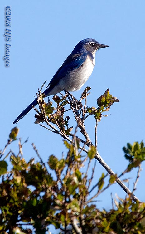 CentralCali_38.jpg - Coastal varation of the Western Scrub Jay, Elkhorn Slough, Watsonville, CA