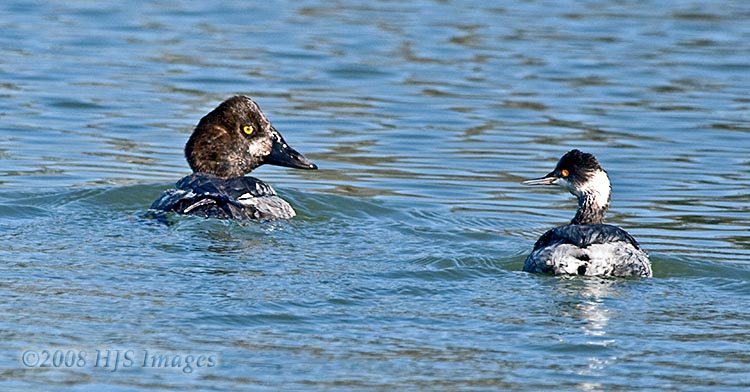 CentralCali_39.jpg - What would their friends think?  A surf scoter and an eared grebe making eyes at each other.