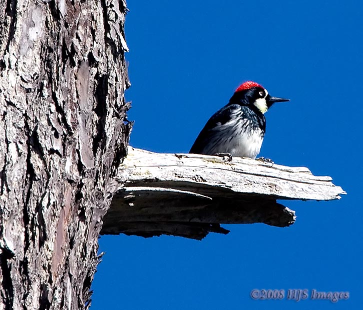 CentralCali_40.jpg - Acorn Woodpecker, Elkhorn Slough.  In autumn acorn woodpeckers store their nuts so tightly in holes in mature or dead trees that squirrels can not pry them out