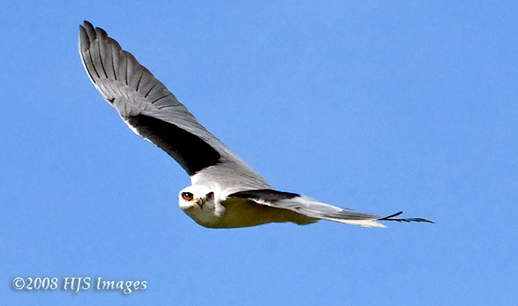 CentralCali_42.jpg - White-tailed Kite hunting, Elkhorn Slough National Estuarine Research Reserve, California